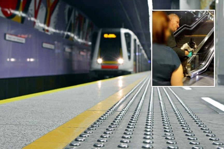 pociąg ciągnął psa po peronie pies w metrze