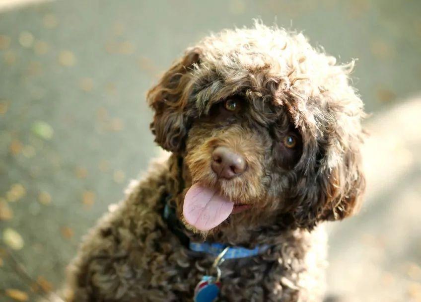 Portret czekoladowego portugalskiego psa dowodnego