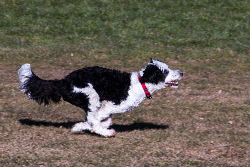 Czarno-biały portugalski pies dowodny w galopie