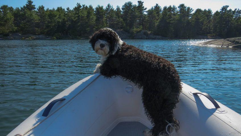 Portugalski pies dowodny na dziobie łodzi