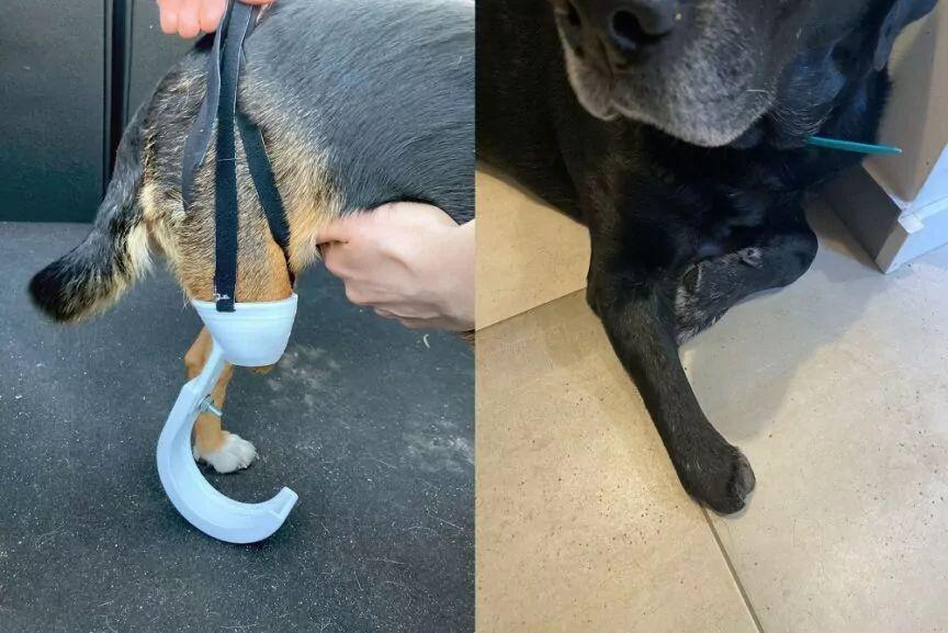 protezy dla psów