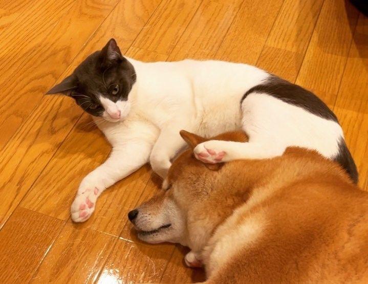 przyjaźń psa z kotem