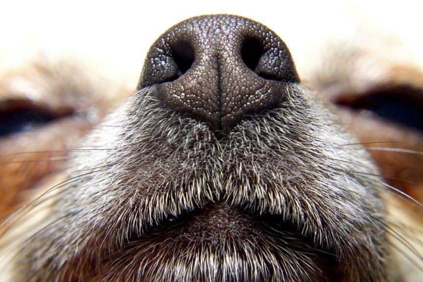 psi nos z bliska, jak zrobić matę węchową dla psa