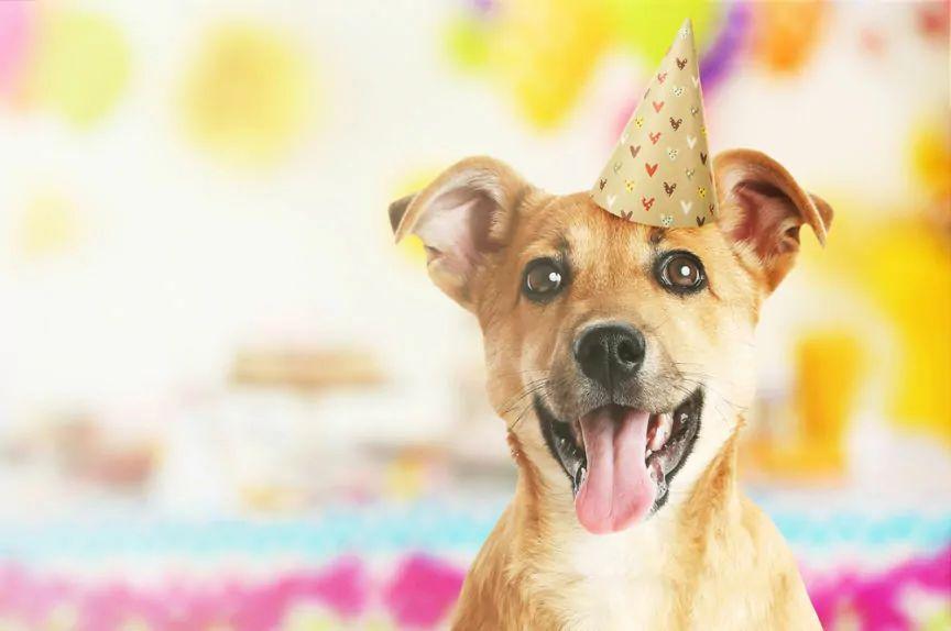 psie urodziny