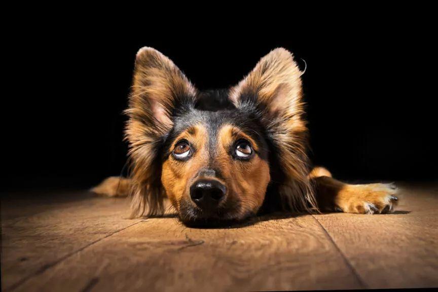 kilka faktów o psich uszach