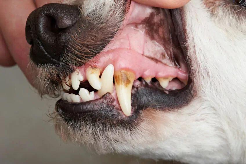 choroby zębów u psów
