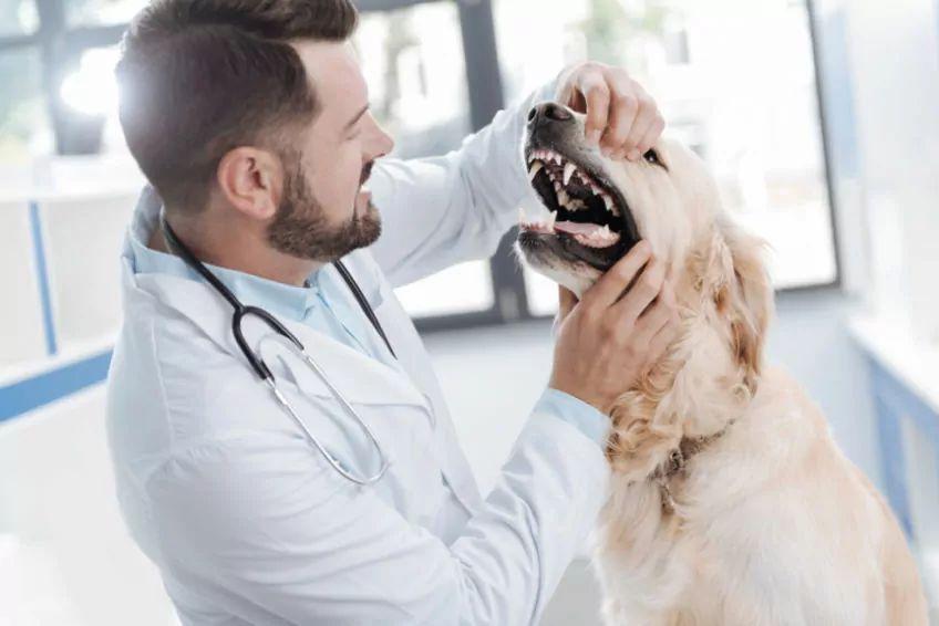 wymiana zębów u psa