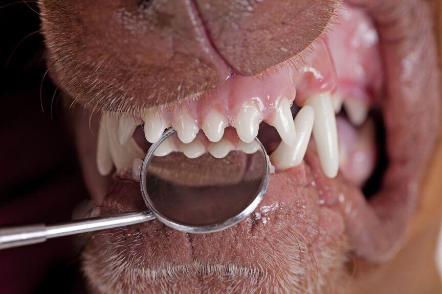 fakty o psich zębach