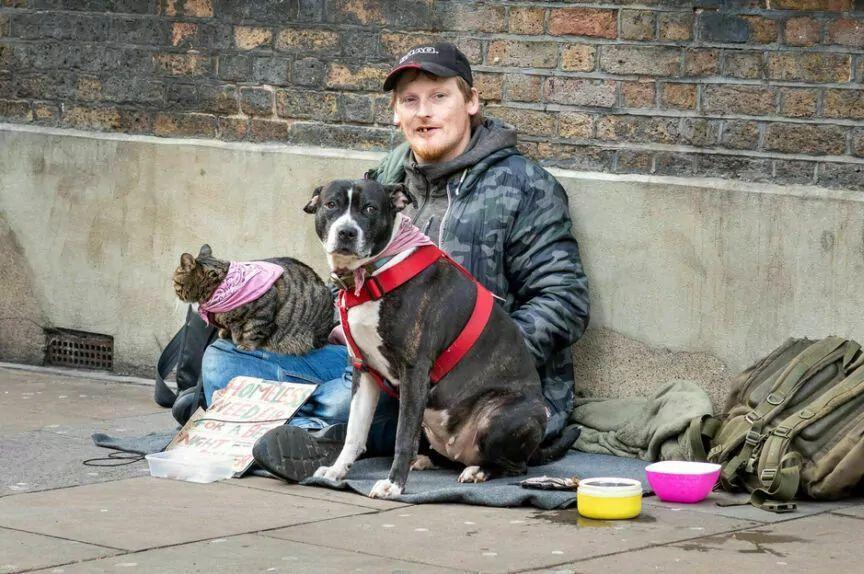 psy bezdomnych