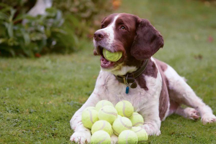 dlaczego psy lubią piłki