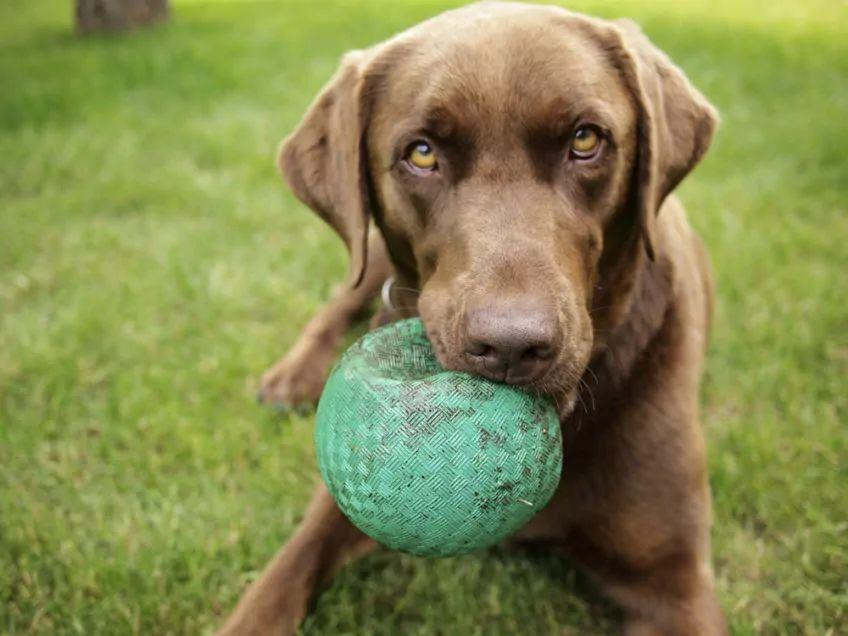 psy lubią piłki