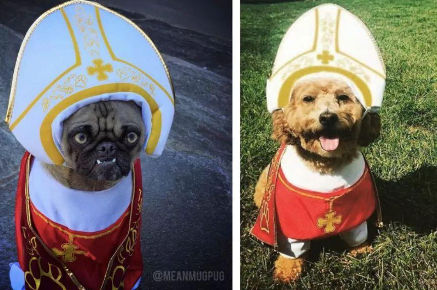 psy w papieskich strojach