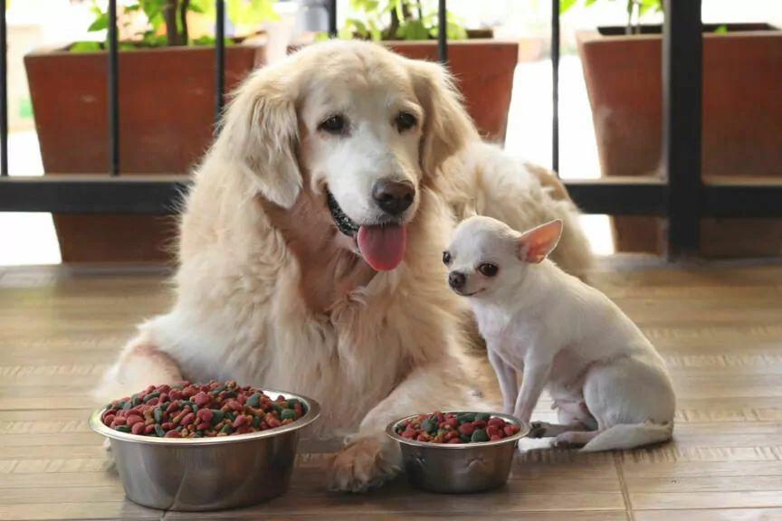jak dopasować potrzeby żywieniowe do psa