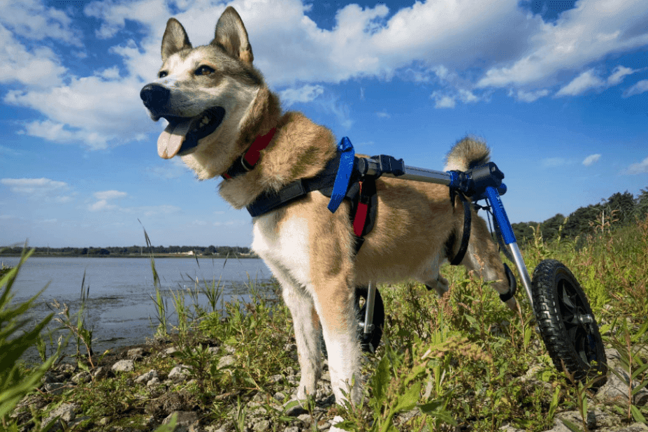 psy zranione w trakcie wojny w Ukrainie otrzymały wozki inwalidzkie i szukaja domow na zawsze.png
