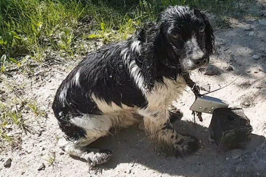 Znalazła mokrego psa