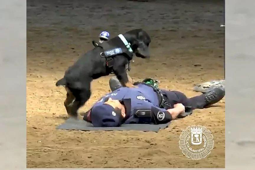 Pies policyjny reanimuje swojego opiekuna