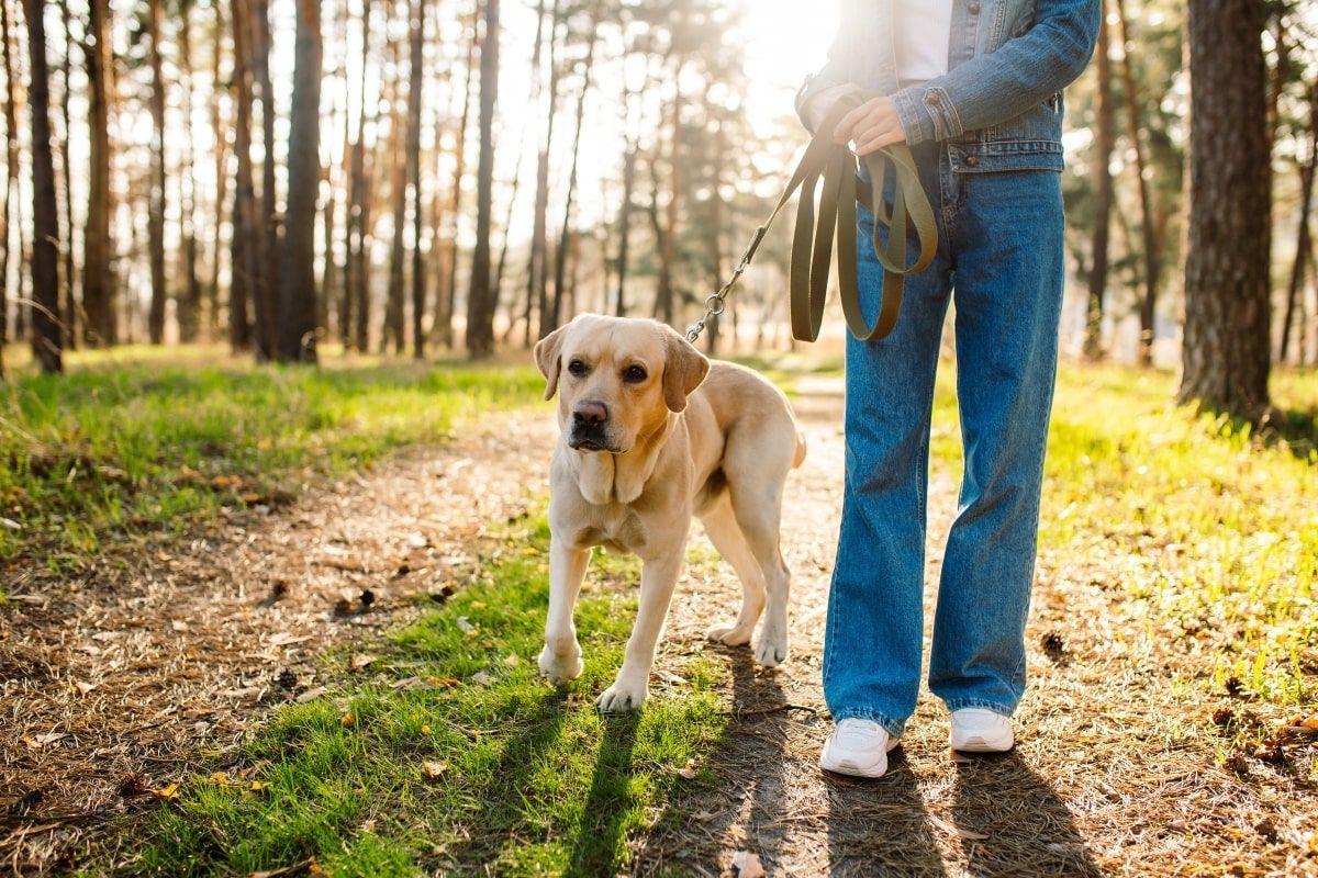 Roztoczański Park Narodowy zakazuje wejścia z psem