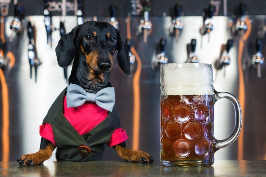 Czy pies może pić piwo?