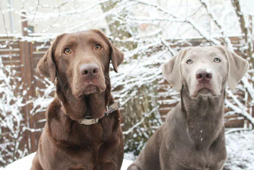 Labrador czekoladowy i srebrny
