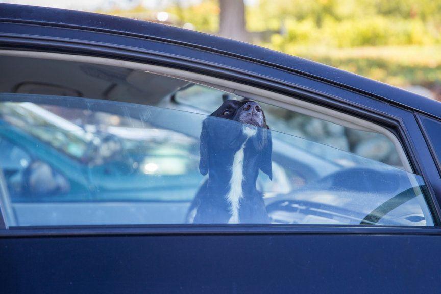 pies w samochodzie, czego nie robić psu