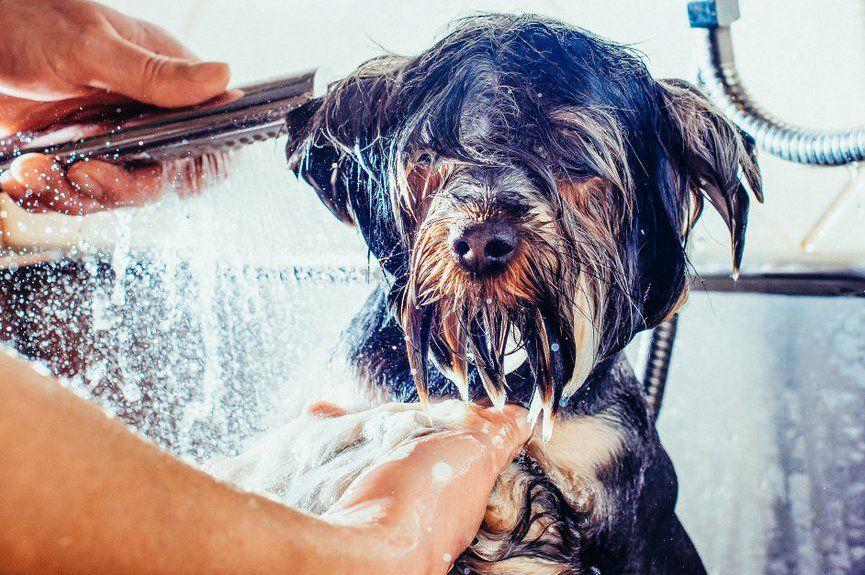 Jak prawidłowo umyć psu głowę