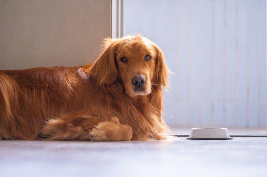 karmy bezzbożowe zwiększają ryzyko chorób serca u psów