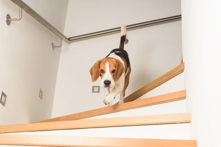 beagle zbiega po schodach