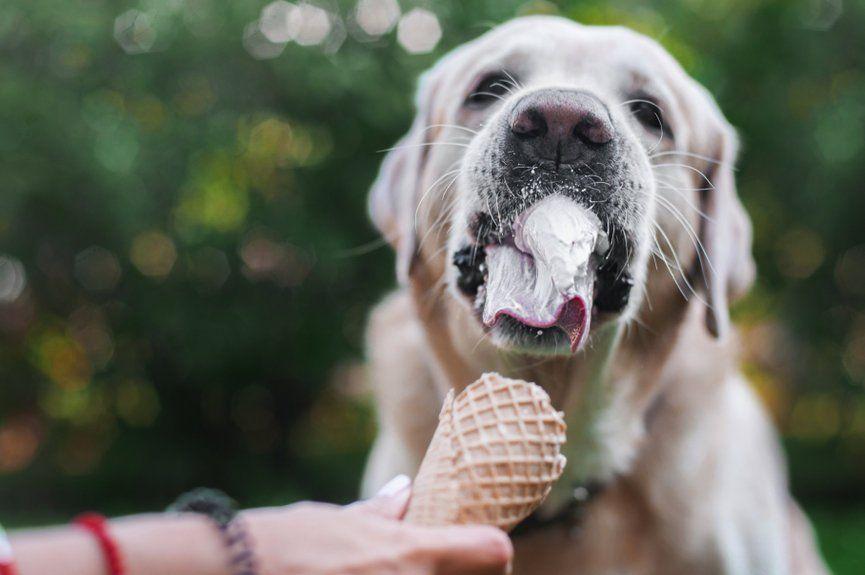 czy psy mogą jeść lody