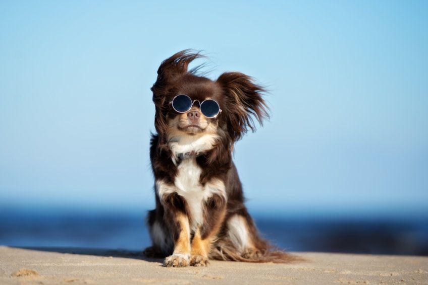 pies w okularach
