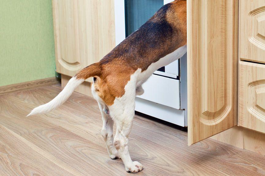 pies szuka czegoś w kuchennej szafce