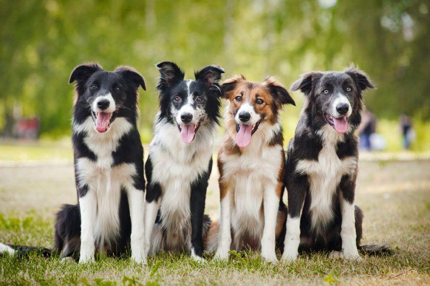 cztery psy rasy border collie pozują do zdjęcia