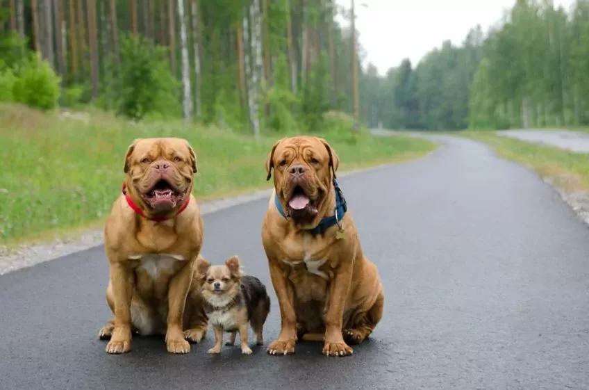 duże i małe psy