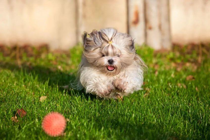 Piesek goni piłkę w trawie