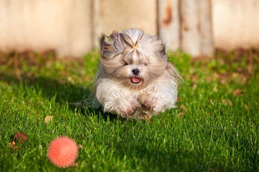 Mały pies biegnie za piłką