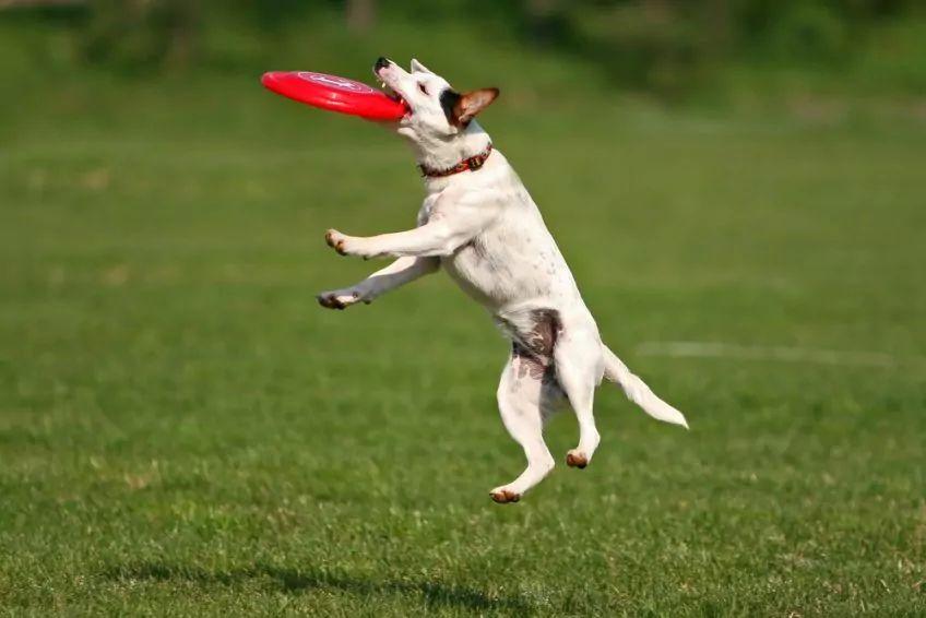 Pies łapie frisbee