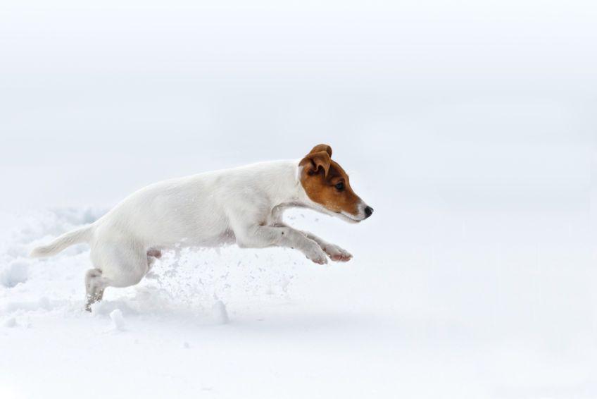 jack russell terrier skacze w śniegu