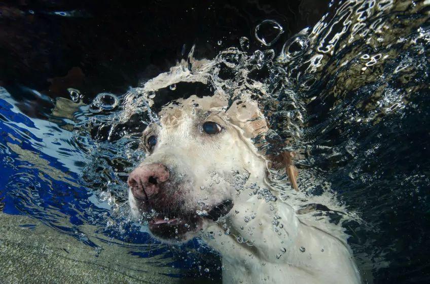 pies pod wodą