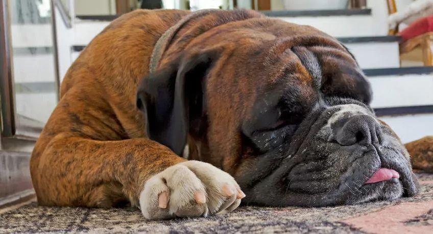Pies rasy bokser śpi na podłodze
