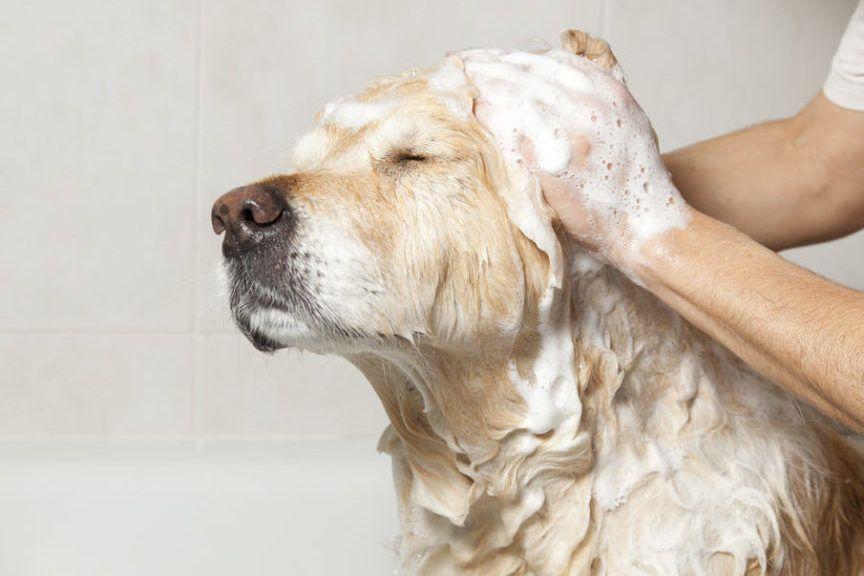 Pies podczas kąpieli
