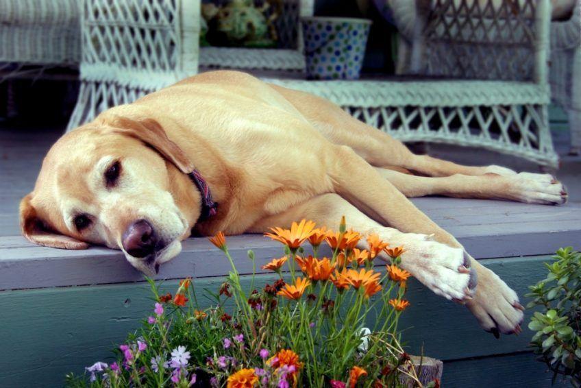 Labrador odpoczywa na tarasie