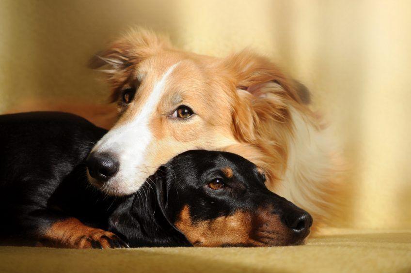 Dwa przytulone psy razem odpoczywają