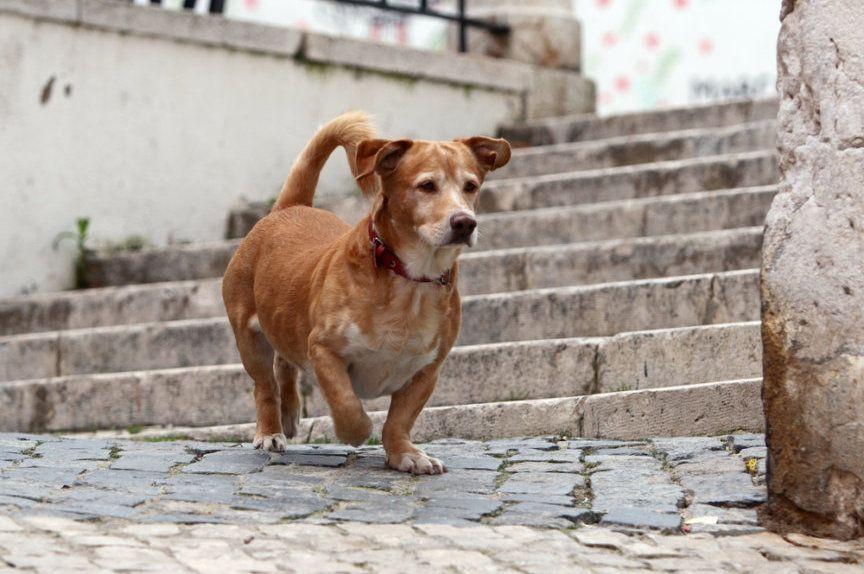 Nowe przepisy dla właścicieli psów w Warszawie