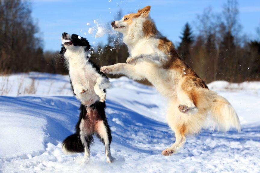 Zdrowy piesek, dwa psy bawią się na śniegu