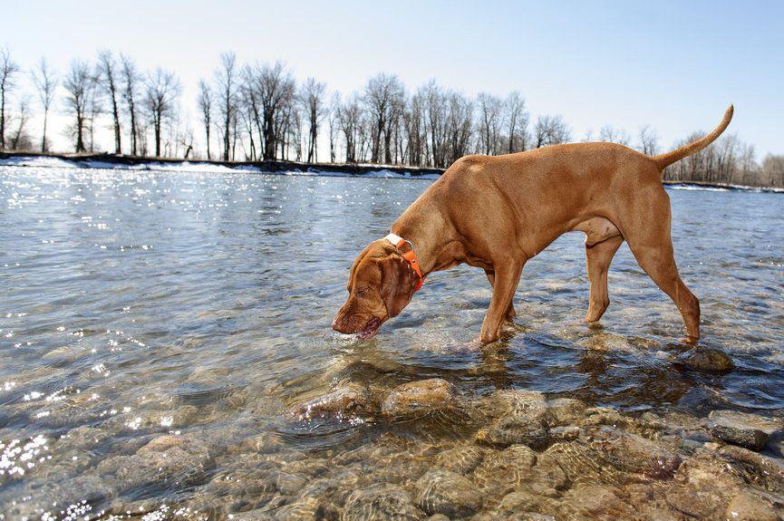 co grozi psu, kiedy napije się wody z jeziora