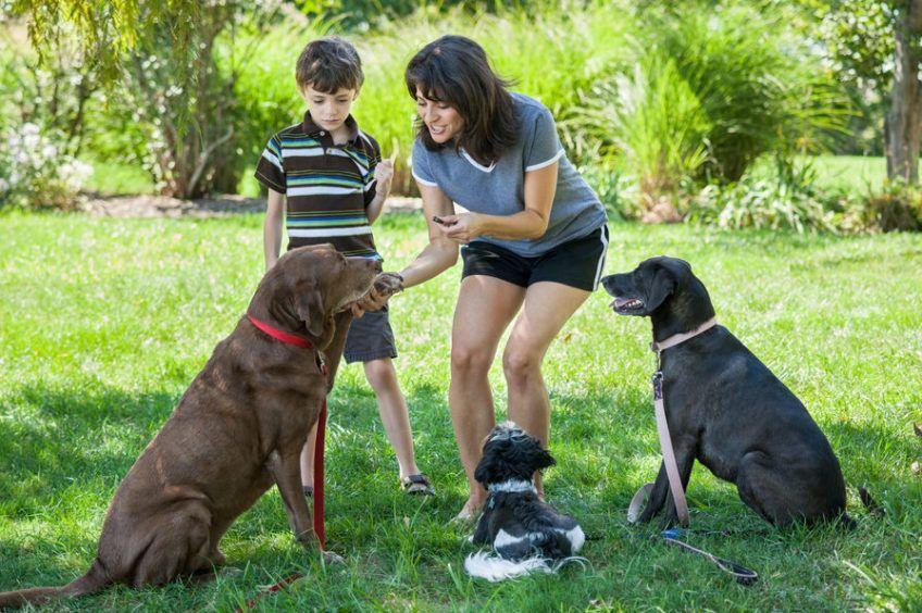 Kobieta z chłopcem szkolą trzy psy w parku