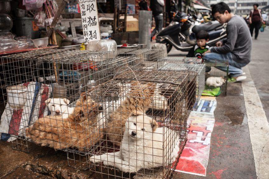 Handel psami na mięso w Chinach