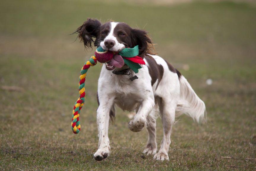 piłka ze sznurem, pies z zabawką
