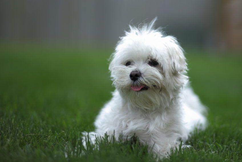Pies rasy bolończyk pozuje do zdjęcia na trawie