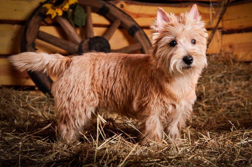 Psy z reklam - cairn terrier