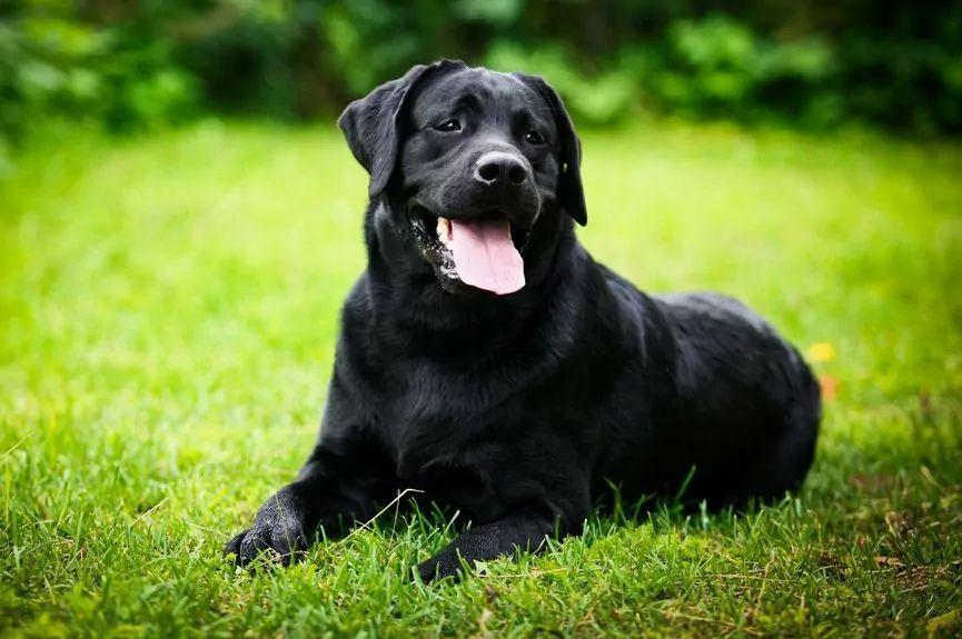 Labrador retriever czarny